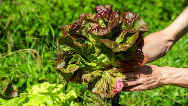 15:30: Schnittgut. Alles aus dem Garten | BR Fernsehen | 7/1 2026