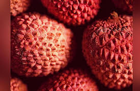 The Botanist's Eye: Identifying the Plants around You: Eudicots: Maples, Cashews, and Chocolate