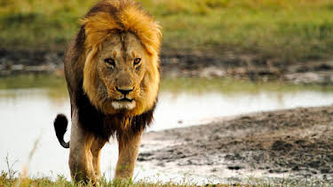 1:10 AM: Natural World | BBC Two | 6/25 2026