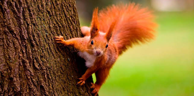 21:05: Die Super-Hörnchen - Clever & flink | ARD Alpha | 12/26 2025