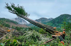 The Last Woodsmen, Season 1: Jared vs. Goliaths