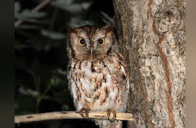 The National Geographic Guide to Birding in North America: Birding at Night
