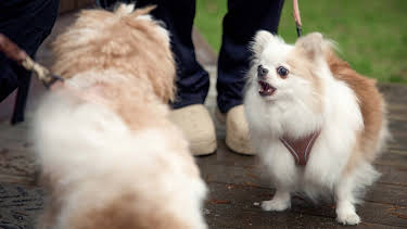 21:45: Fra bølle til bestevenn: Søskenkrangling | NRK 2 | 4/18 2026