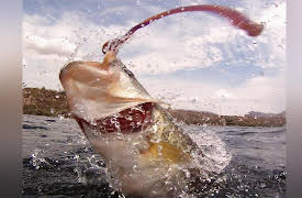Fishing with Gary Senft: Basic Bass fishing with Amber Jones Part 2