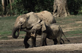 Planet Earth Season 1 (Narrator - David Attenborough): Jungles (Narrator - David Attenborough)