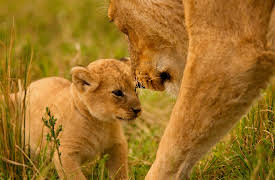 Season 1: Planet Earth: Dynasties I - Lion