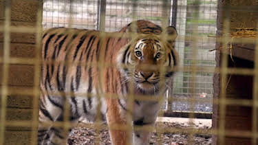 8:00 PM: Vets: Gach Creutair Beo (S8 E4) (S8) | BBC Alba | 1/29 2026