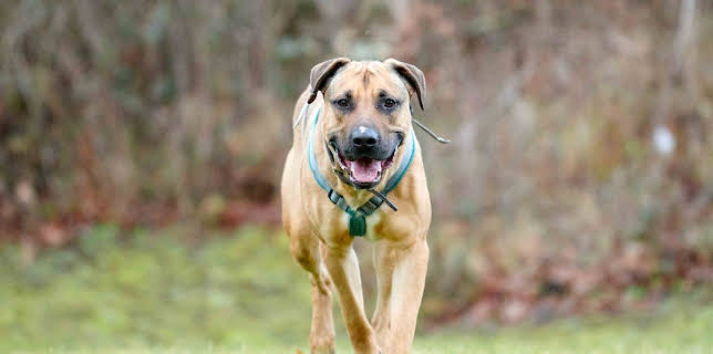 18:00: Tiere suchen ein Zuhause | WDR Fernsehen | 1/18 2026