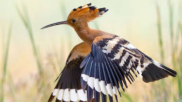 11:05: Abenteuer Wildnis | BR Fernsehen | 9/9 2026