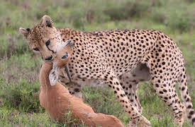 Wonders of Nature: Hunting