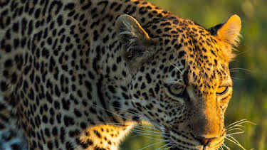 21:00: Die Leopardin (2/2) | RBB Fernsehen | 10/11 2026