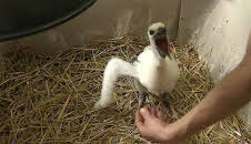 Panda, Gorilla & Co.