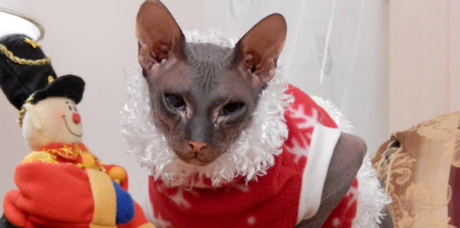 16:00: My Cat From Hell (S5 E17) (S5) | Animal Planet | 11/19 2025