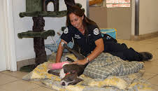 Animal Cops Phoenix (S15 E6)