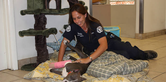 21:00: Animal Cops Phoenix (S15 E6) (S15) | Animal Planet | 11/8 2025