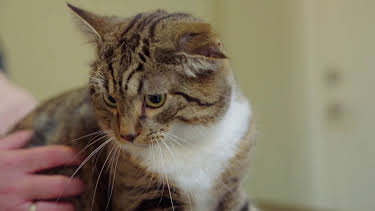 21:30: Dyreklinikken (S1 E5) (S1) | TV3 | 7/21 2026