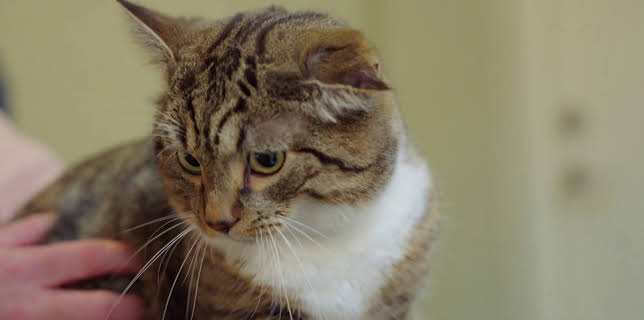 16:50: Dyreklinikken (S1 E5) (S1) | TV8 | 11/30 2025