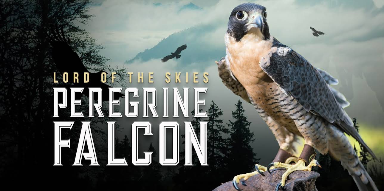 Peregrine Falcon: Lord of the Skies (2018)