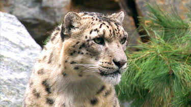 10:35: Elefant, Tiger & Co. (354) | MDR Fernsehen | 4/8 2026