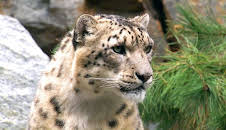 Elefant, Tiger & Co. (354)