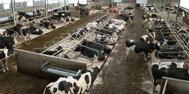 05:25: How Do They Do It? (S12 E10) (S12) | Kanal 9 | 12/7 2025