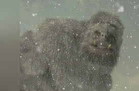 Paranormal Caught on Camera: Top 100 Countdown, Season 1: Top 100: 60-51