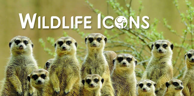 Wildlife Icons