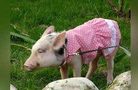 Petchannel Brasil: Mini Pig, Pearl
