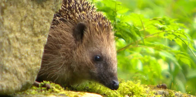 23:35: Willkommen in der Nachbarschaft - Wilde Tiere in der Stadt | NDR Fernsehen | 1/14 2026