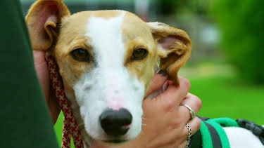 16:25: Hundehuset: Lurcher | NRK 2 | 4/29 2026