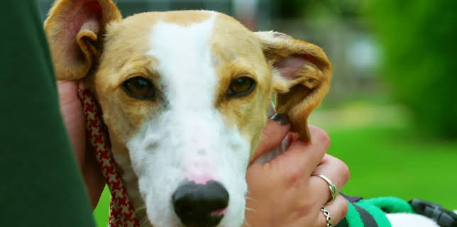 16:25: Hundehuset: Lurcher | NRK 2 | 1/14 2026