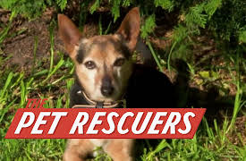 The Pet Rescuers: The Mono-Eyed Cat