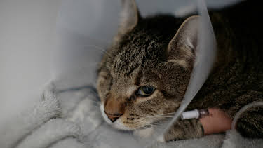 12:00 PM: The Supervet: Noel Fitzpatrick (S7 E3) (S7) | W | 12/27 2025