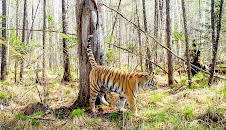 Sibirischer Tiger - Seele der russischen Wildnis