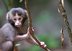 Japan: Earth's Enchanted Islands