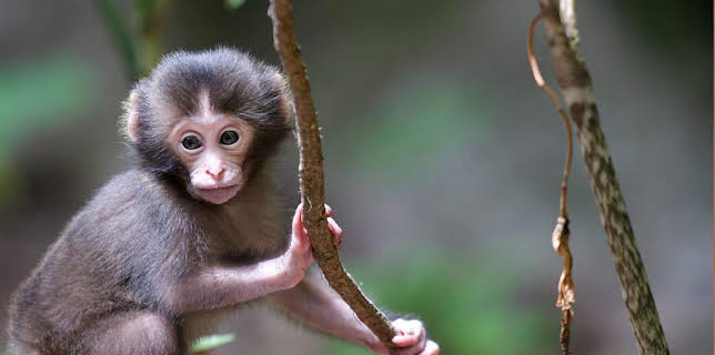 4:15 PM: Japan: Earth's Enchanted Islands | BBC Two | 2/4 2026