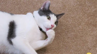 16:00: My Cat From Hell (S3 E5) (S3) | Animal Planet | 7/13 2026