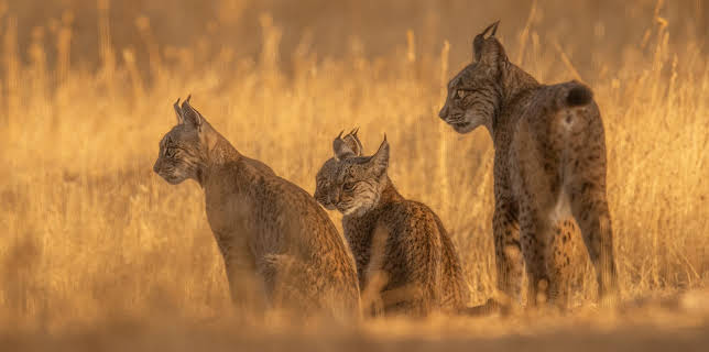 12:30: Ville familiar: Gaupe | NRK Super | 12/15 2025