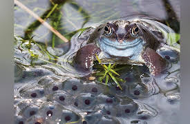 Zoology: Understanding the Animal World: Amphibians, Metamorphosis, and Ecology