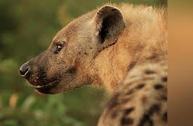 Africa's Wild Wonders: Hyenas