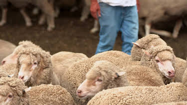 19:00: How Do Animals Do That? (S1 E23) (S1) | Animal Planet | 4/11 2026