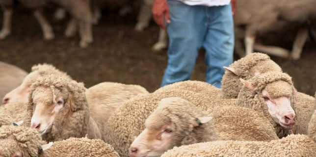 19:00: How Do Animals Do That? (S1 E23) (S1) | Animal Planet | 11/22 2025