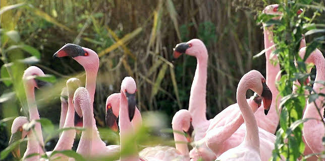 10:35: Elefant, Tiger & Co. (280) | MDR Fernsehen | 12/16 2025