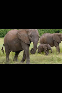 03:45: Encuentros muy salvajes: Encuentros en el safari | Nat Geo Wild | 1/25 2026