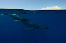 Earthsounds: The Pacific