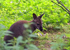 Elefant, Tiger & Co. (218)