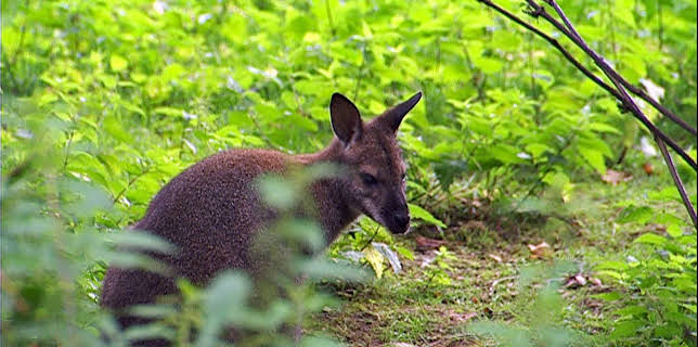 14:25: Elefant, Tiger & Co. (218) | MDR Fernsehen | 12/17 2025