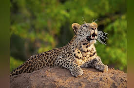 The Wild Sides, Season 1: The Drought