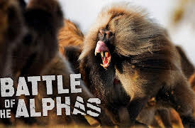 Battle of the Alphas S1: Madagascar
