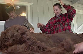 Dirty Jobs Season 1: Alpaca Shearer